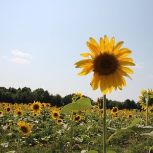 Meet your Posher, Sheldon